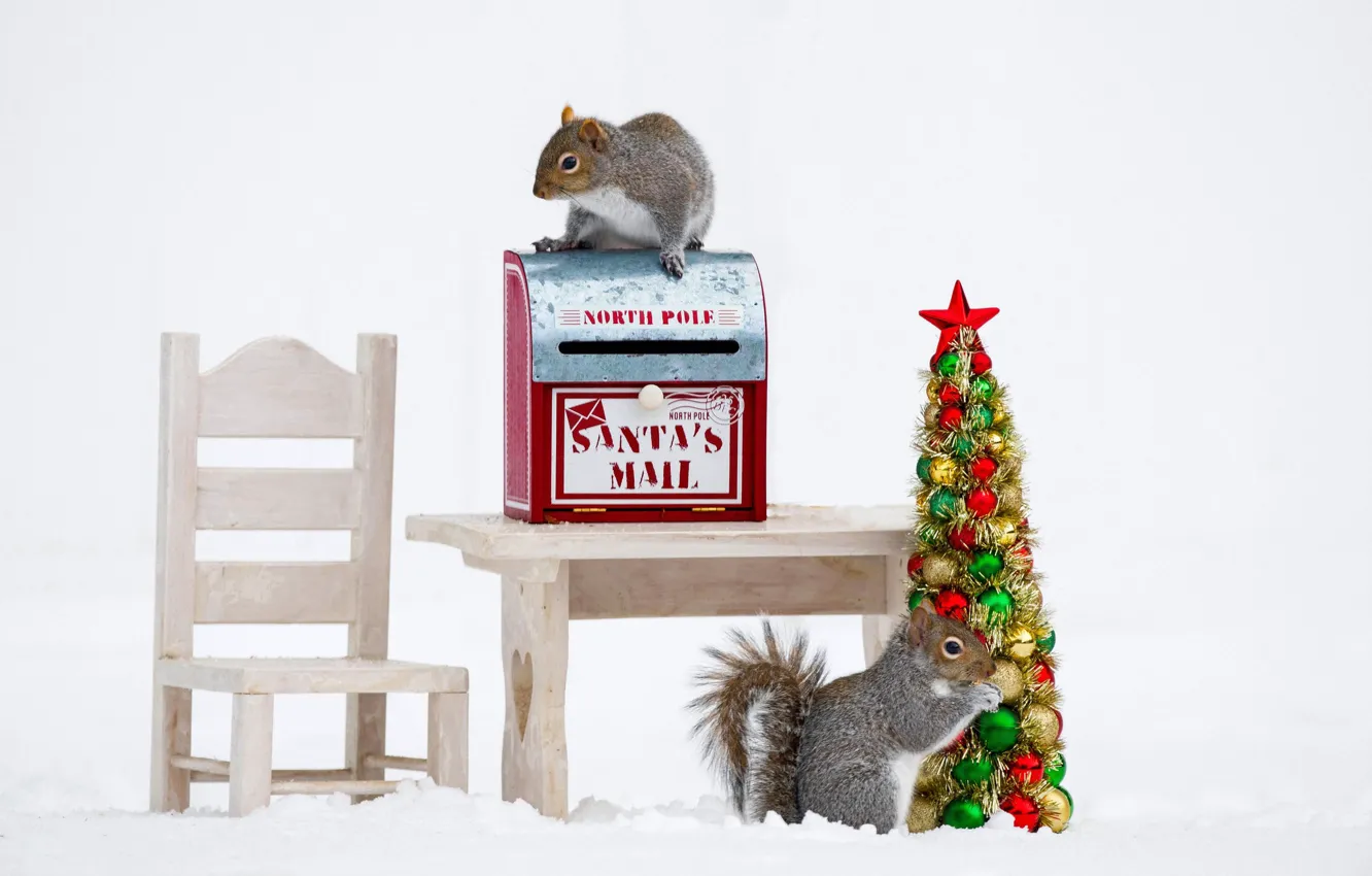 Фото обои стол, Рождество, стул, Новый год, ёлка, белки, почтовый ящик, почта Санты