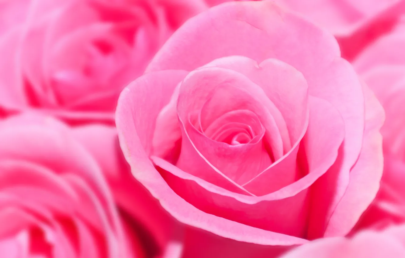 Фото обои цветы, розы, букет, розовые, много