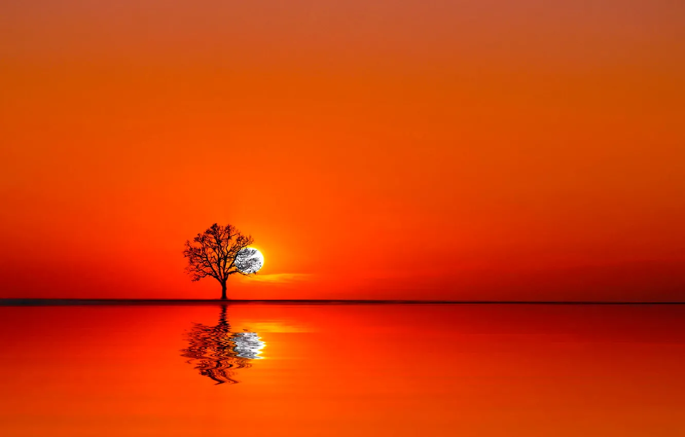Фото обои вода, солнце, закат, дерево