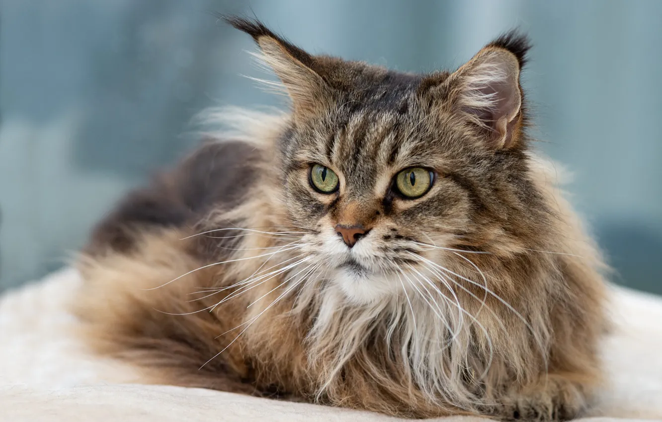 Фото обои кошка, кот, взгляд, морда, серый, фон, пушистый, лежит