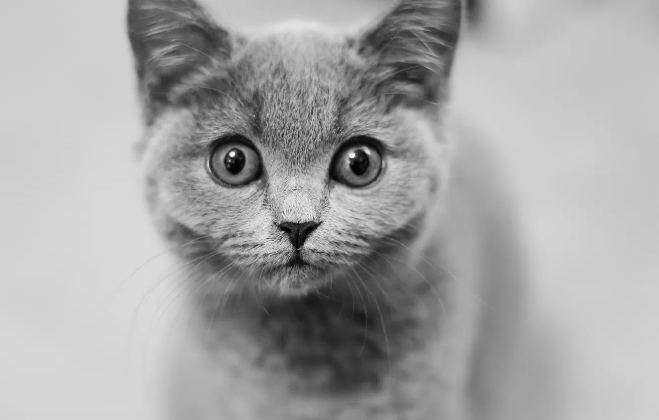 Фото обои взгляд, мордочка, чёрно-белая, котёнок, монохром, глазища