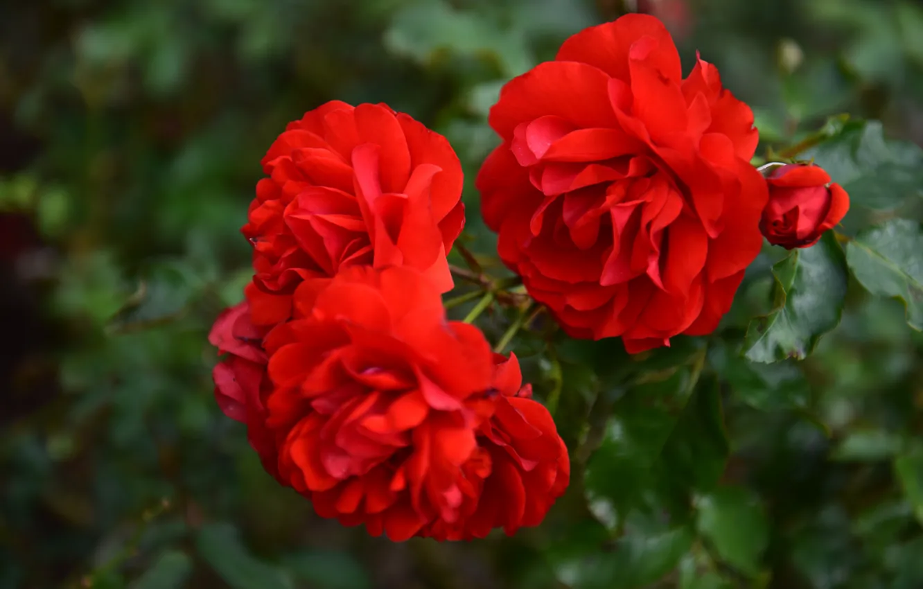 Фото обои макро, розы, ветка, красные розы