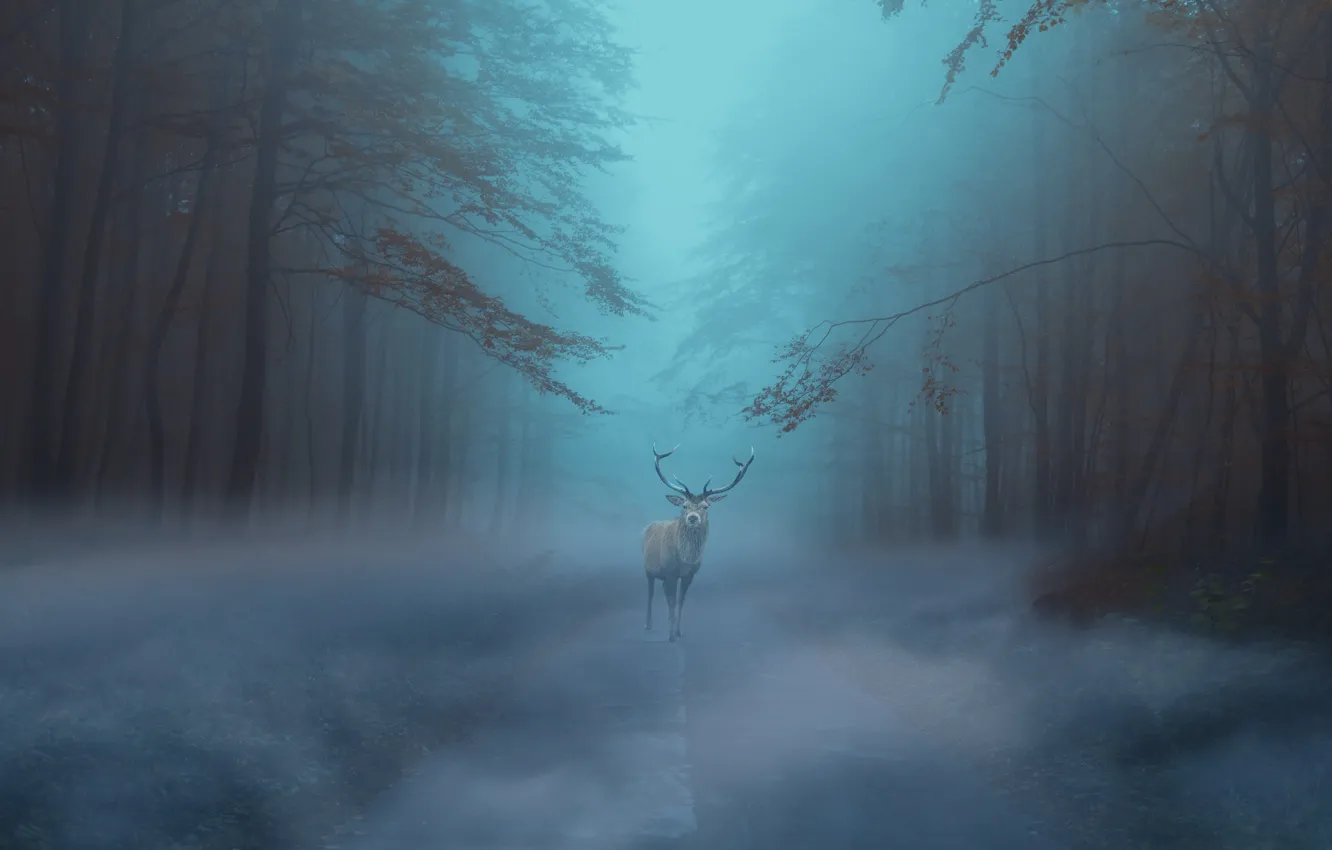 Фото обои дорога, осень, лес, туман, олень, утро, сумерки