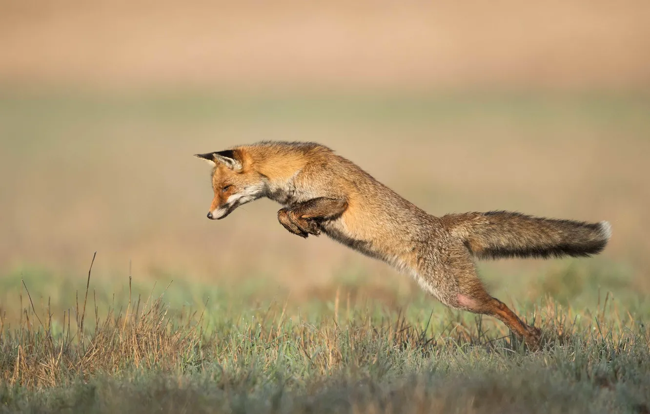 Фото обои природа, поза, прыжок, лиса, в прыжке, лисица