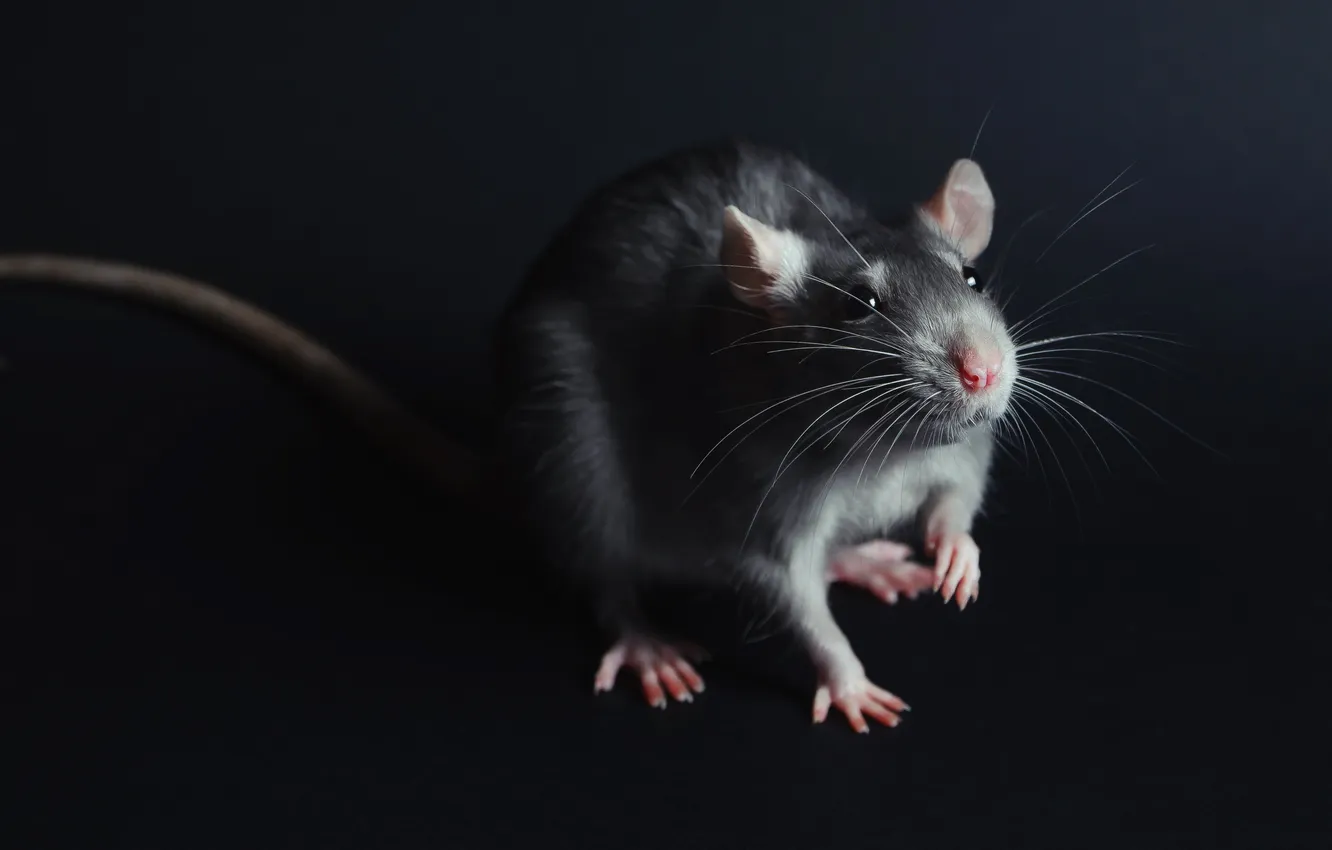 Фото обои nature, one, pet, rat, mouse, portrait, nose, mammal