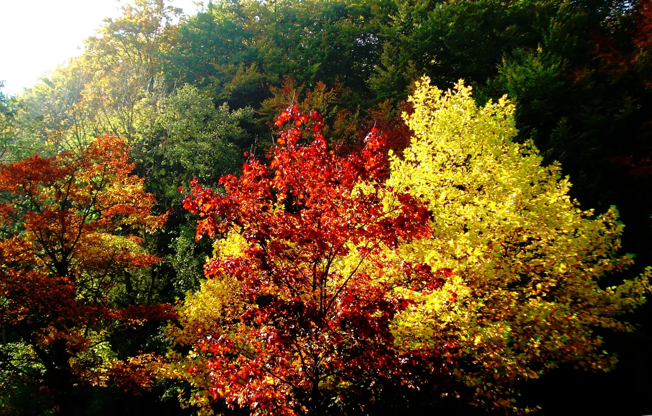 Фото обои осень, листья, деревья, природа, colorful, Nature, trees, autumn