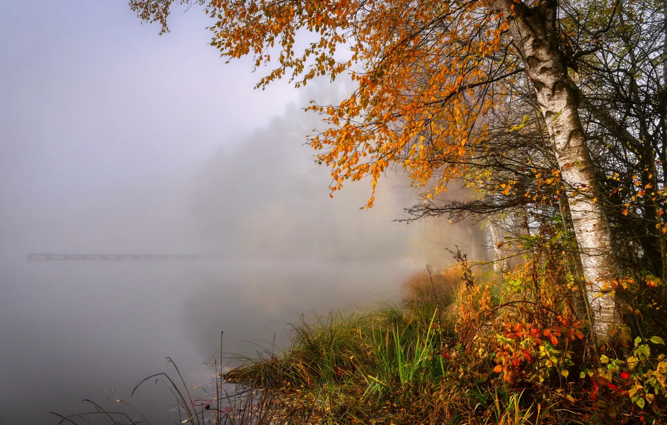 Фото обои осень, деревья, туман, берег, водоем