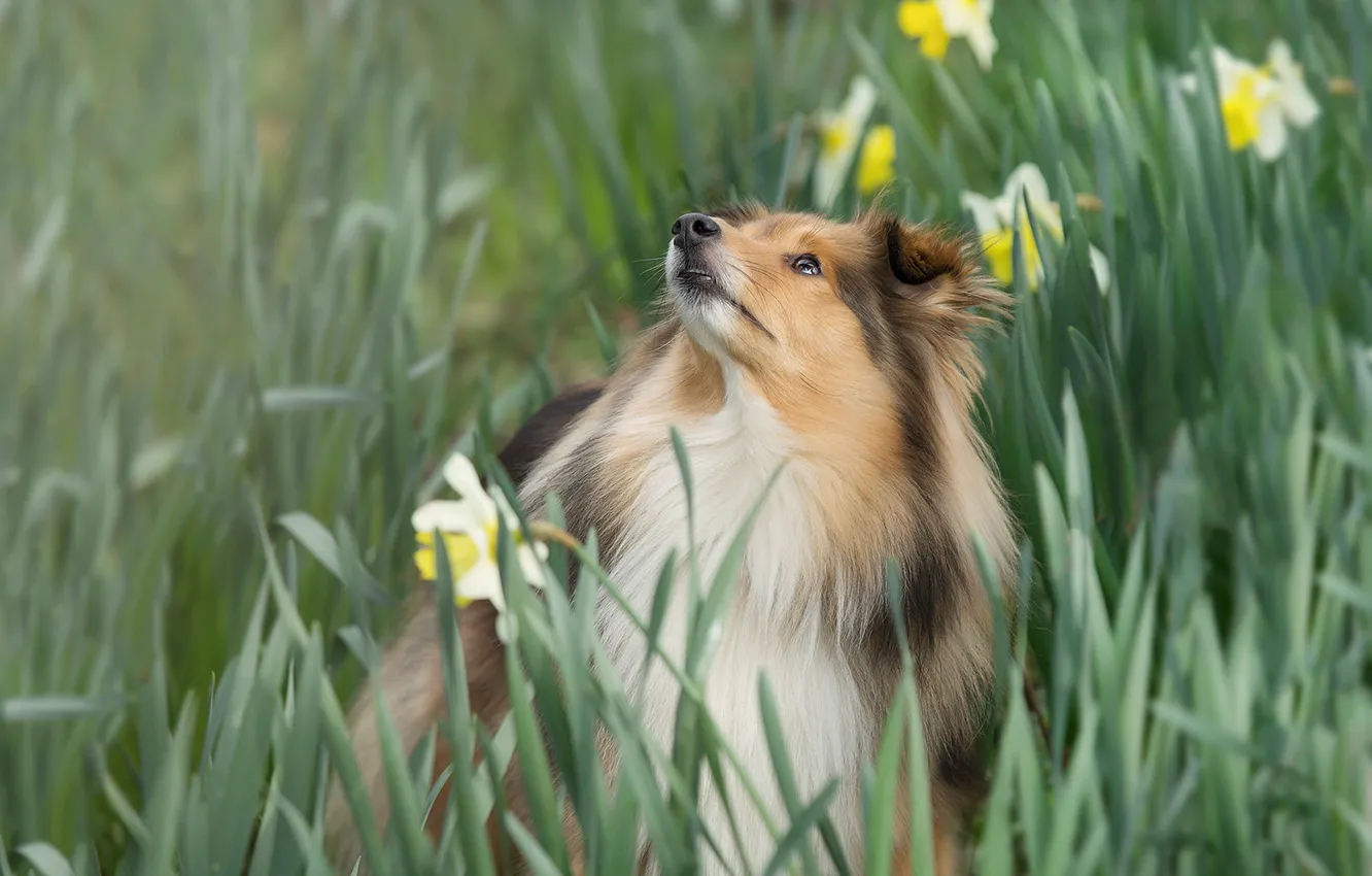 Фото обои цветы, собака, нарциссы, Шелти, Шетландская овчарка