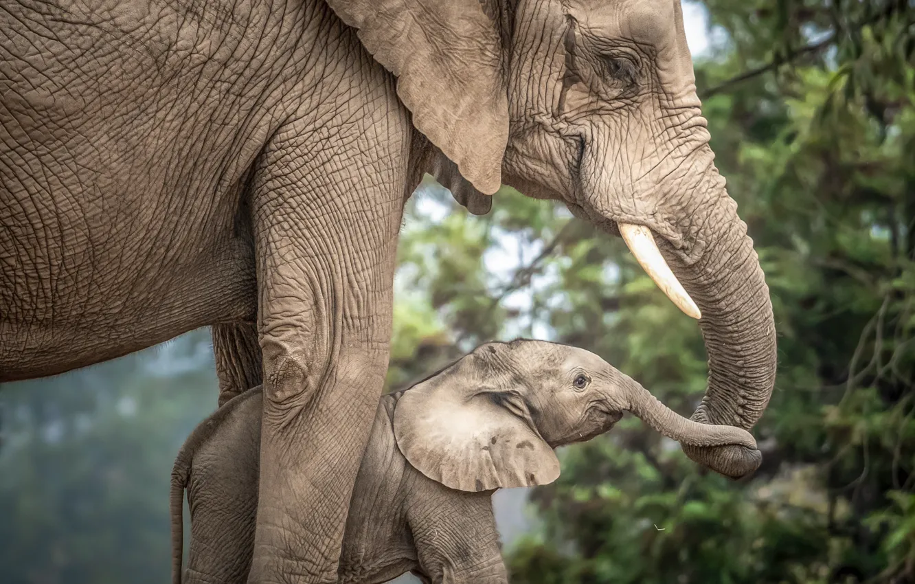 Фото обои любовь, малыш, мама, слониха, слоненок