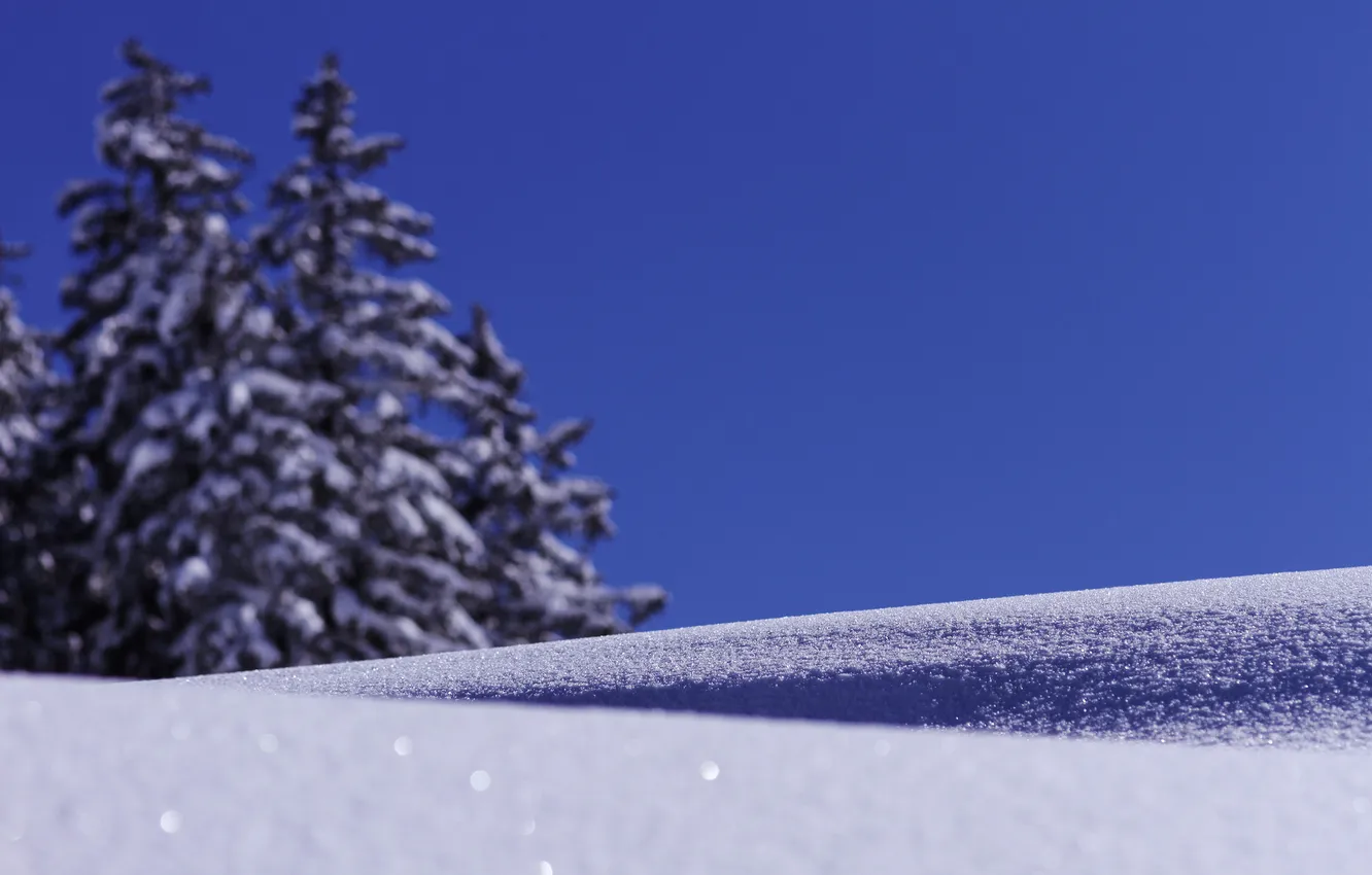 Фото обои снег, деревья, снежинки, ель, фокус, размытость, искры, хвойные