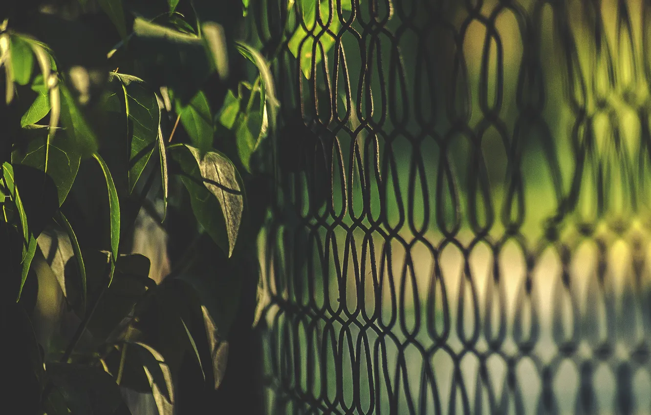 Фото обои листья, забор, куст, ограда, зеленые