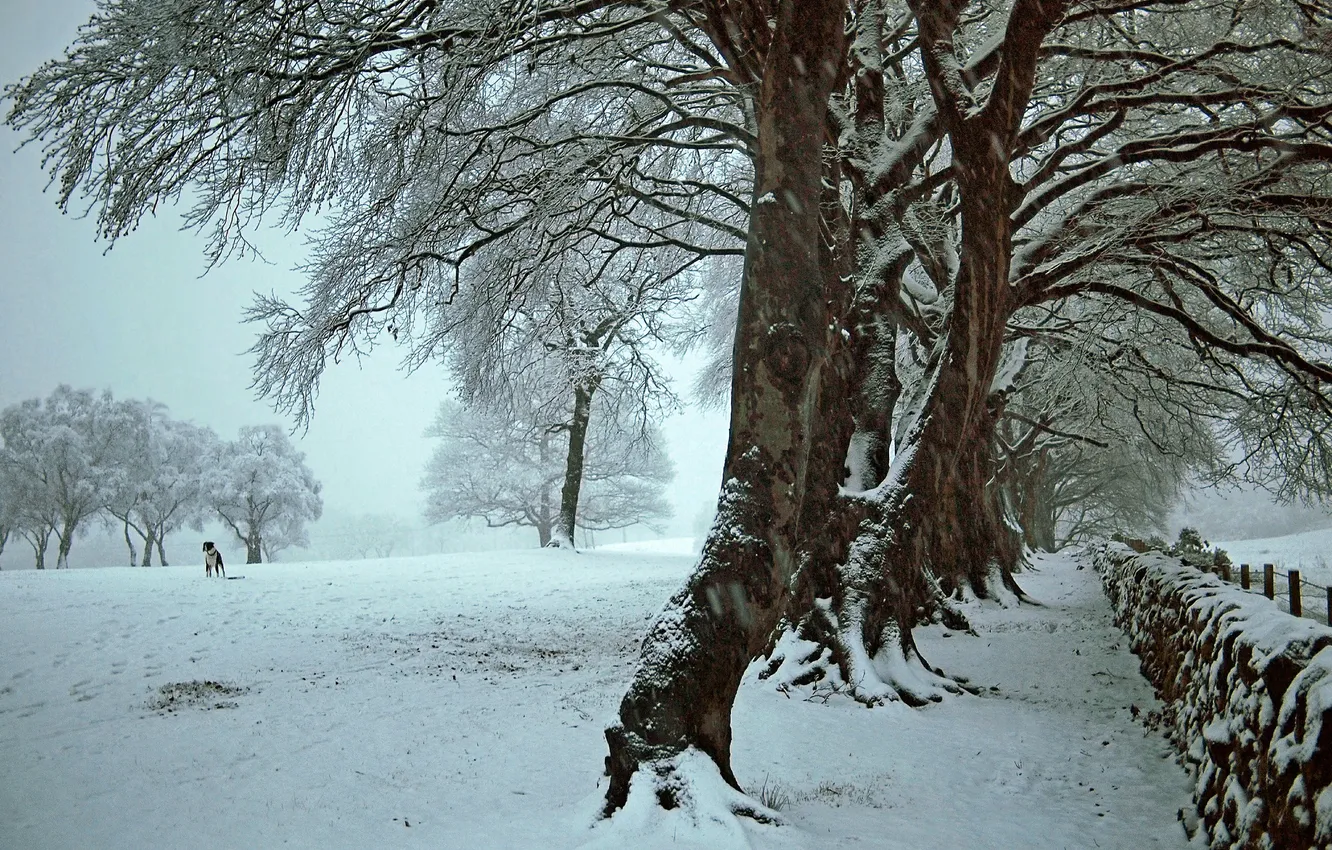 Фото обои зима, снег, деревья, собака