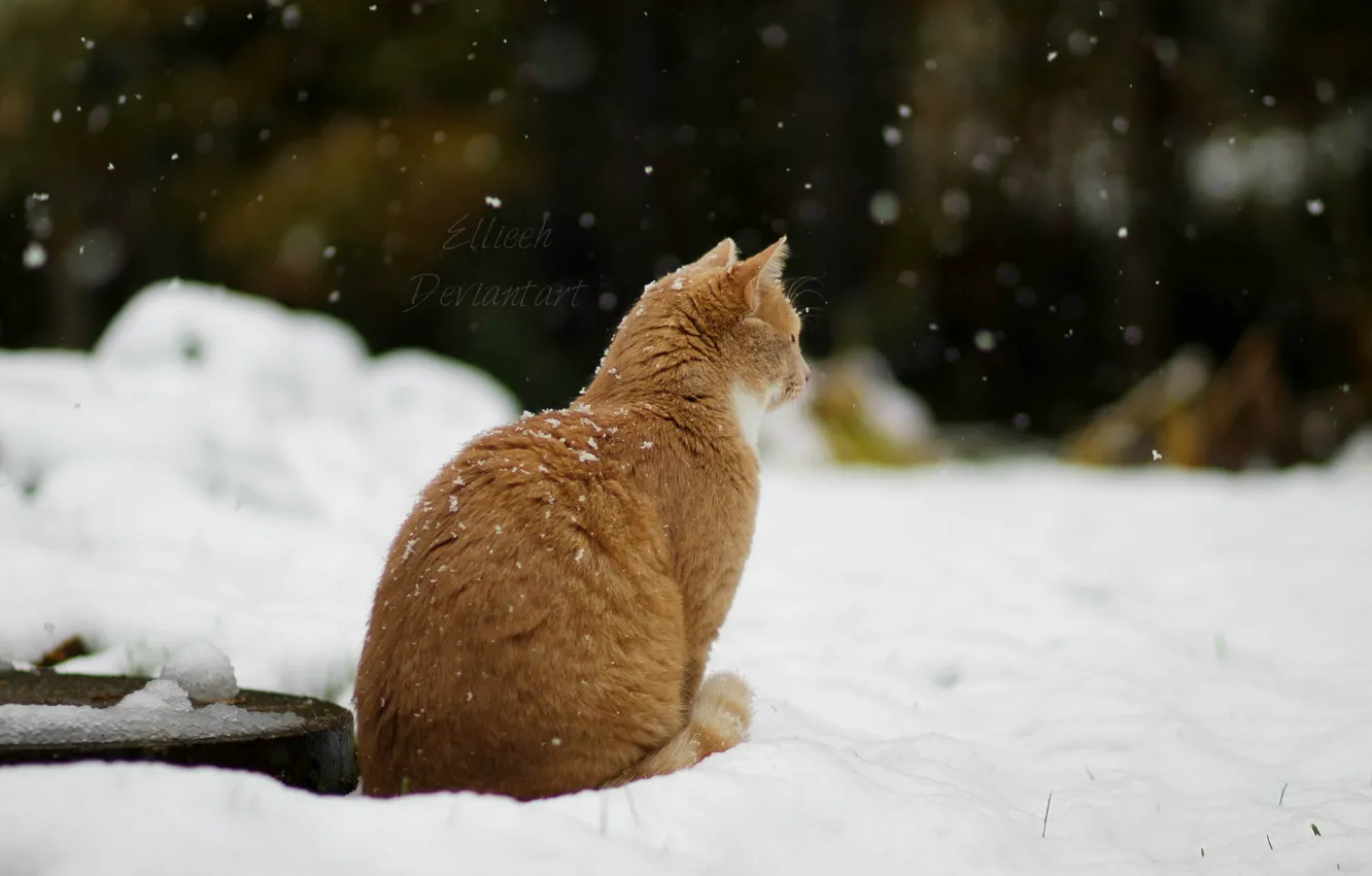 Фото обои зима, кошка, снег, by Ellieeh