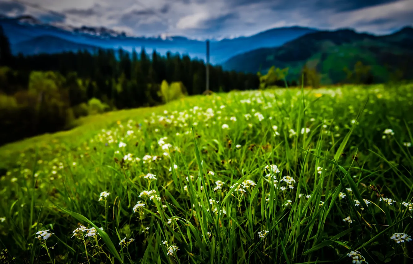 Фото обои трава, цветы, горы, Cornelia Pavlyshyn