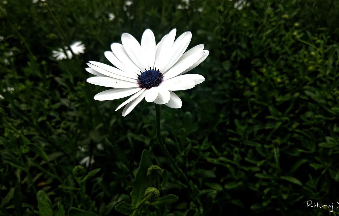 Фото обои Grass, Flower, Green, Flowers, Flora