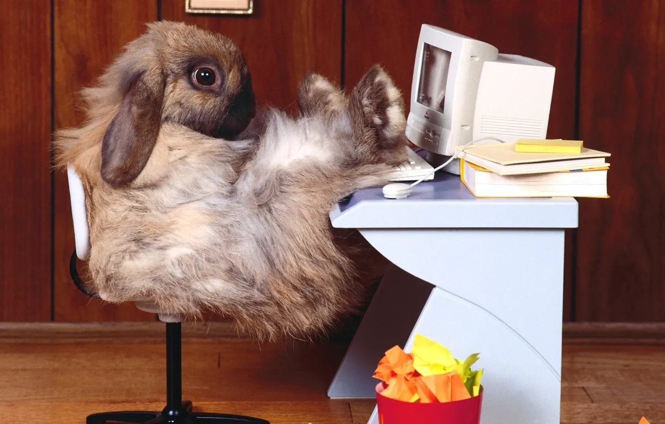 Фото обои компьютер, кролик, офис, рабочее место