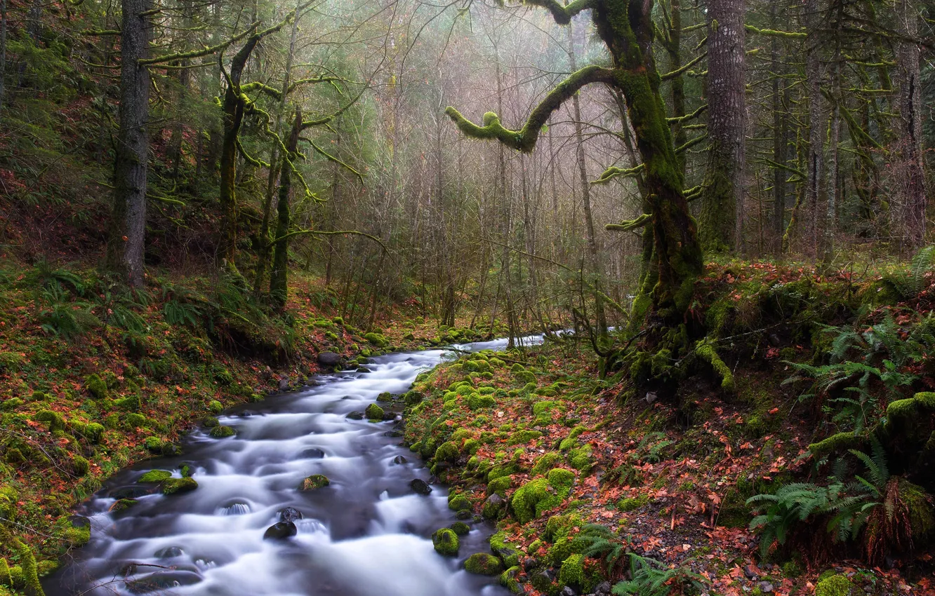 Фото обои лес, листья, деревья, ручей, мох