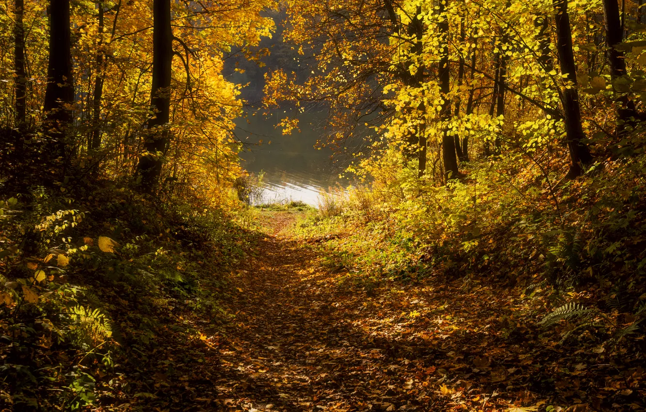 Фото обои trees, autumn, leaves, path