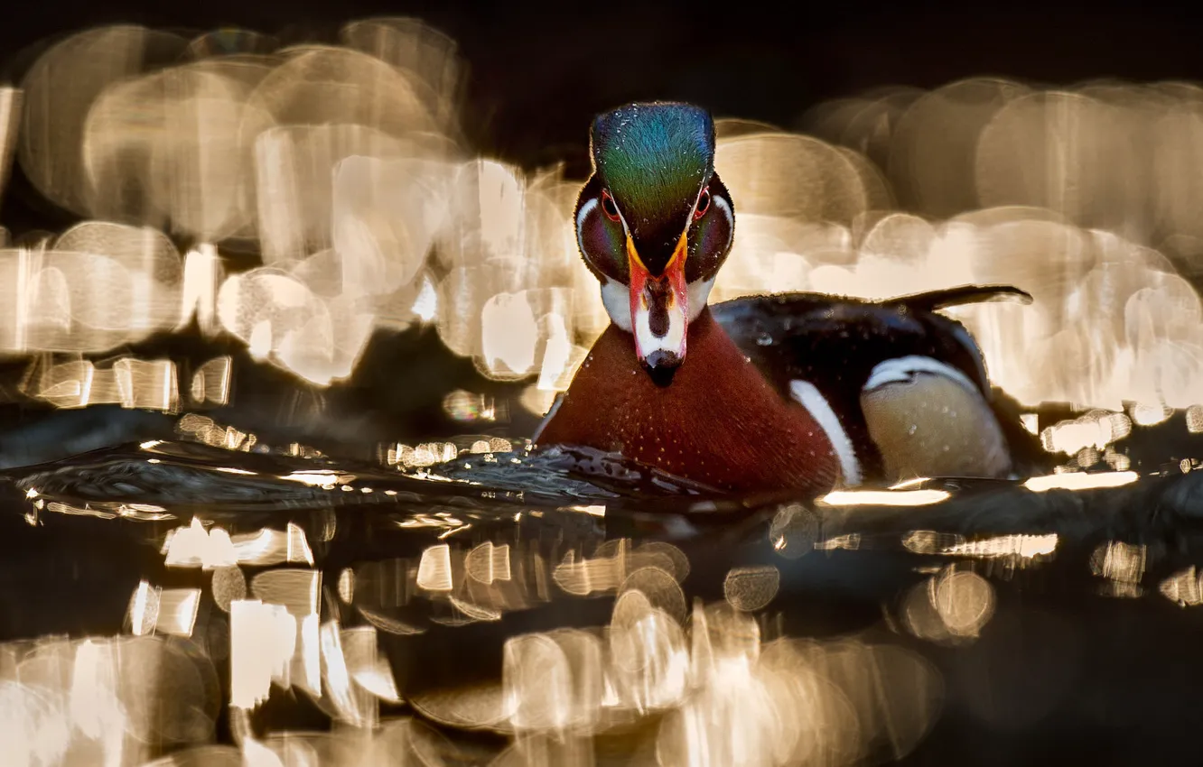 Фото обои вода, свет, природа, блики, фон, птица, утка, водоем