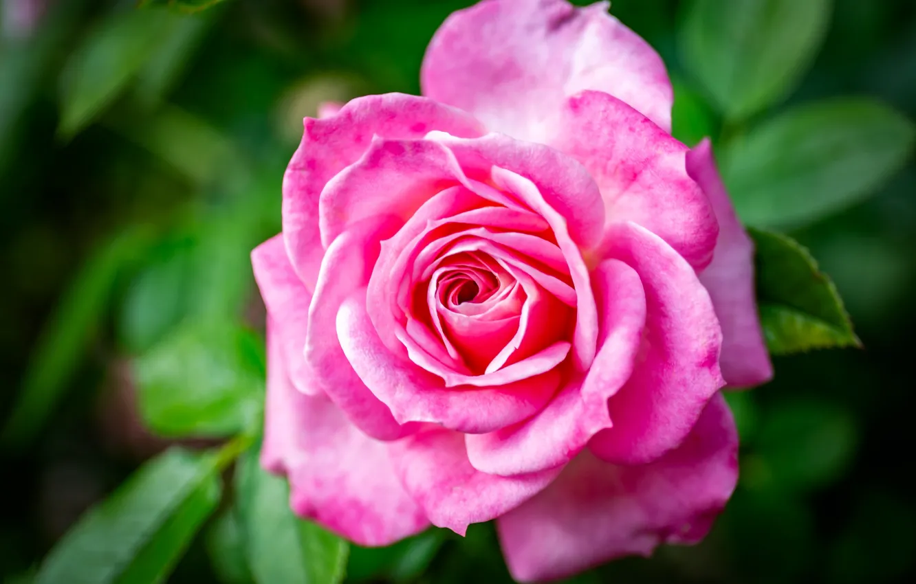 Фото обои макро, розовая, роза, яркая