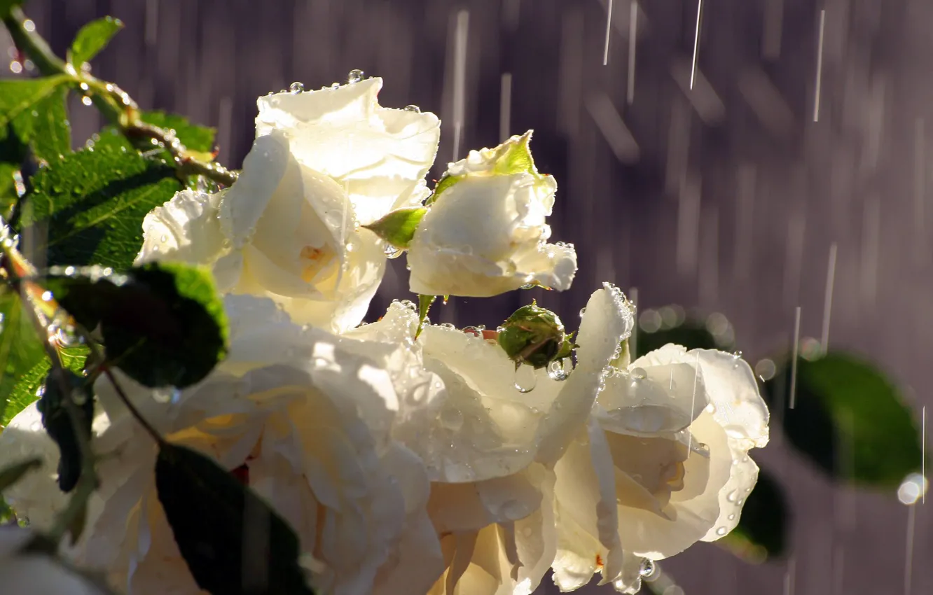Фото обои вода, капли, дождь, розы, букет, белые, бутоны