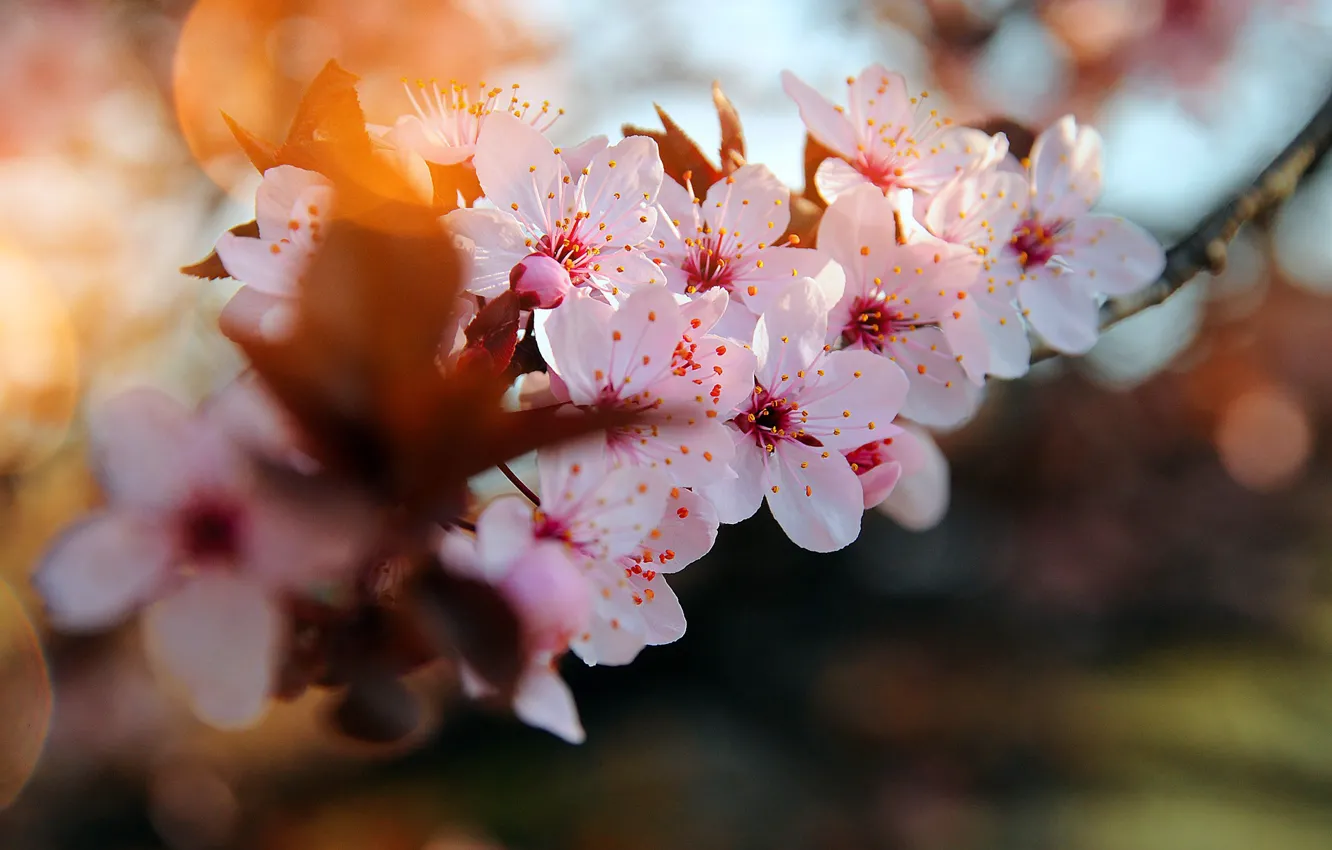 Фото обои ветка, цветение вишни, размытость боке