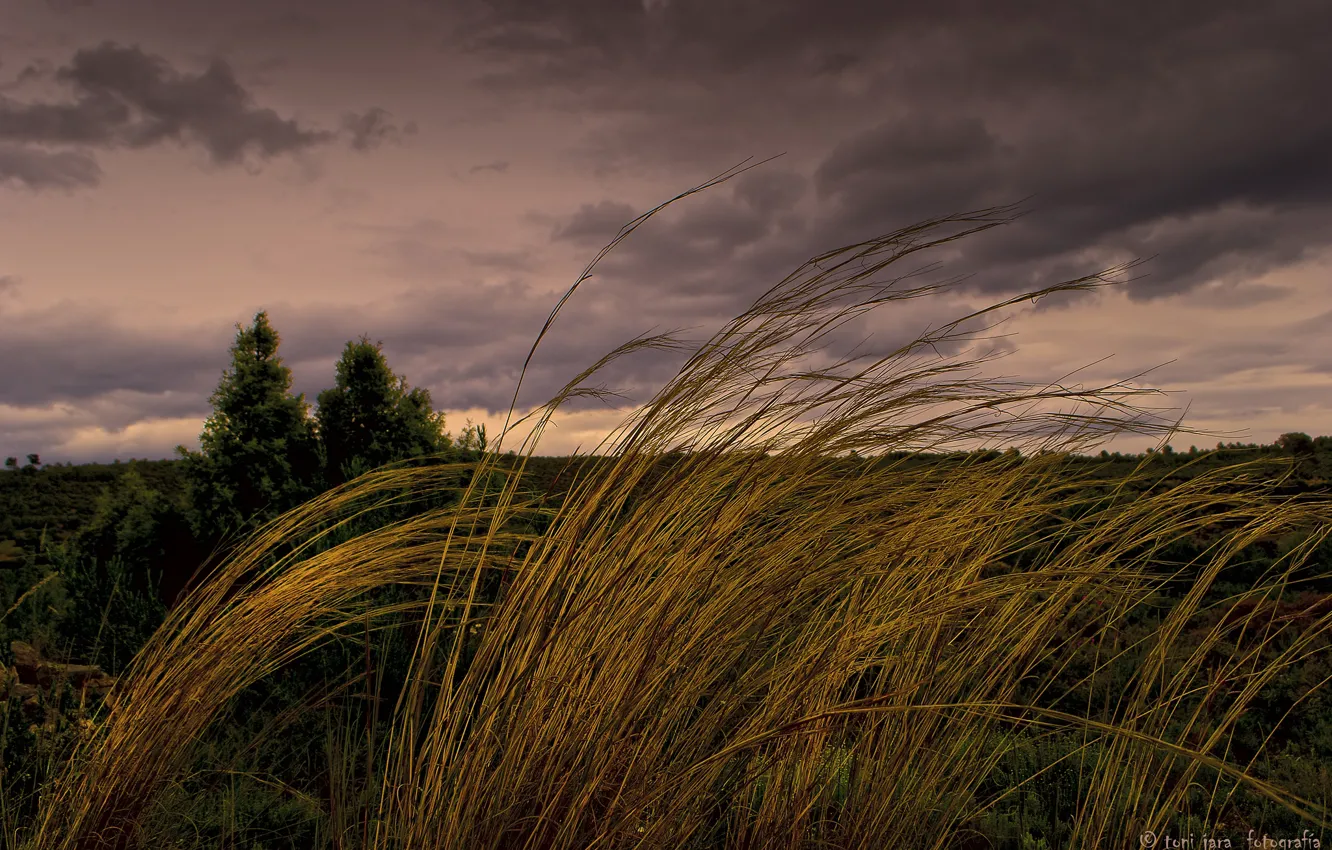 Фото обои трава, тучи, ветер