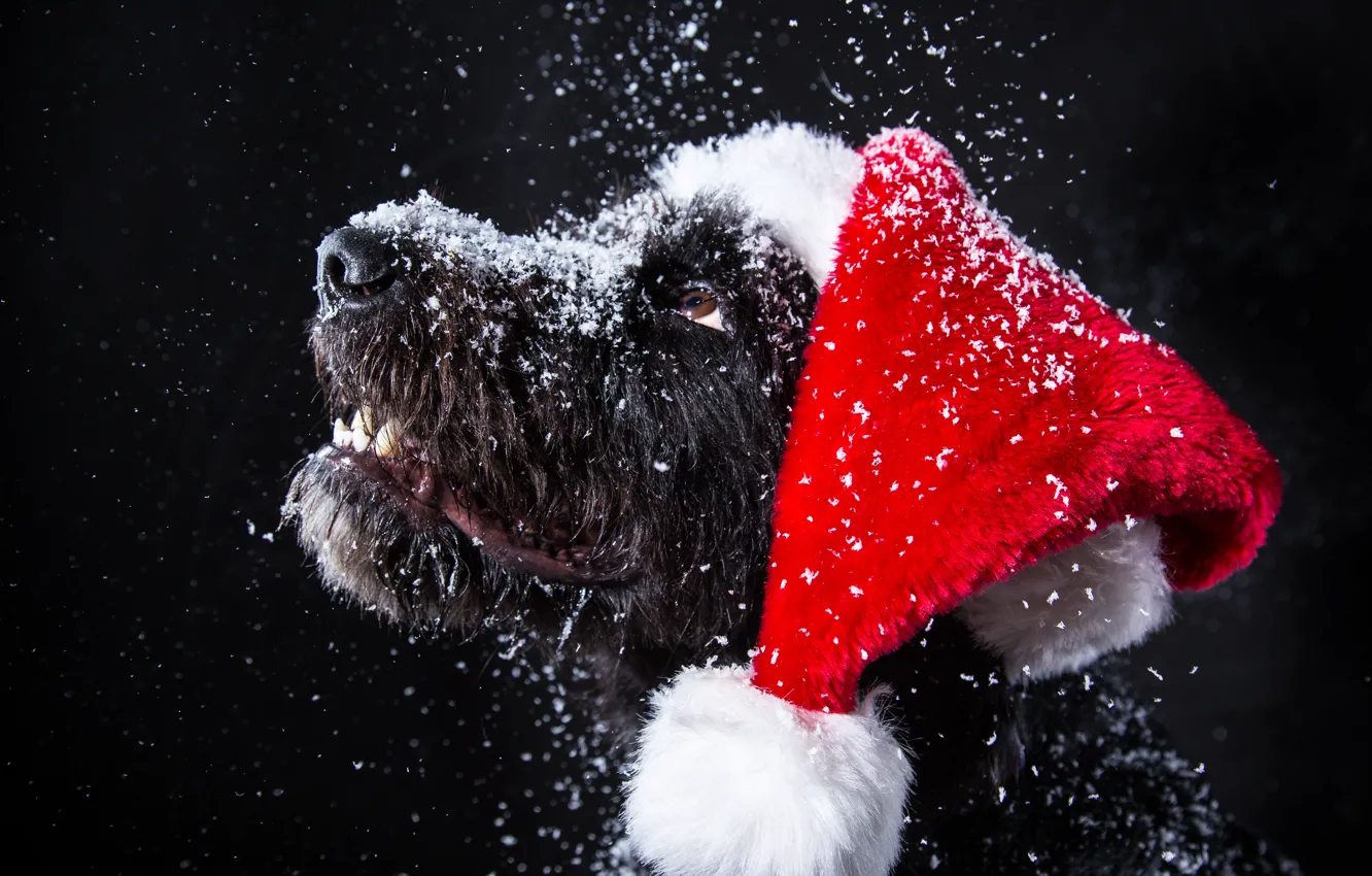 Фото обои снег, собака, Новый Год, Рождество, Christmas, dog, 2018, Merry Christmas