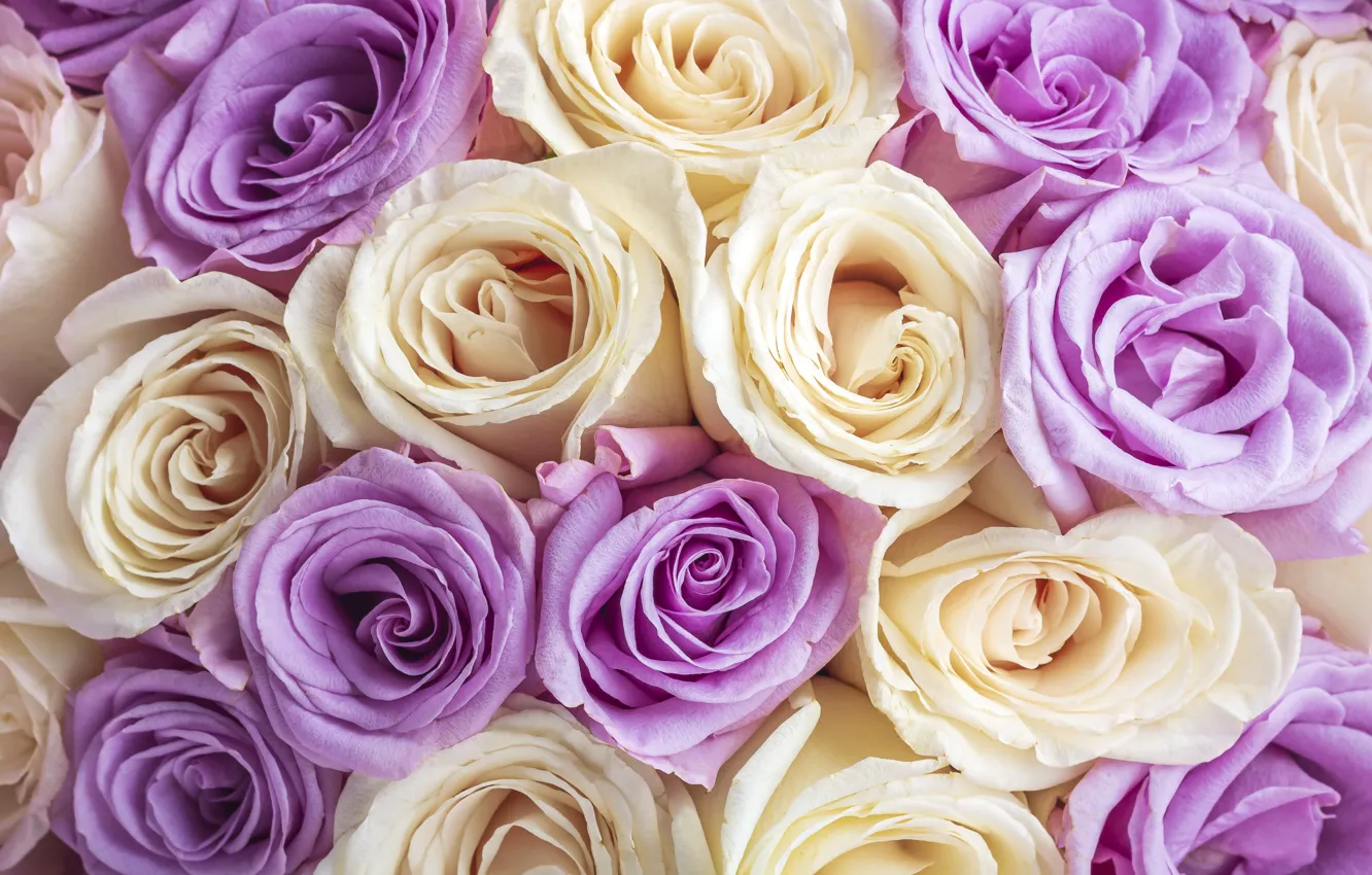 Фото обои цветы, фон, розы, colorful