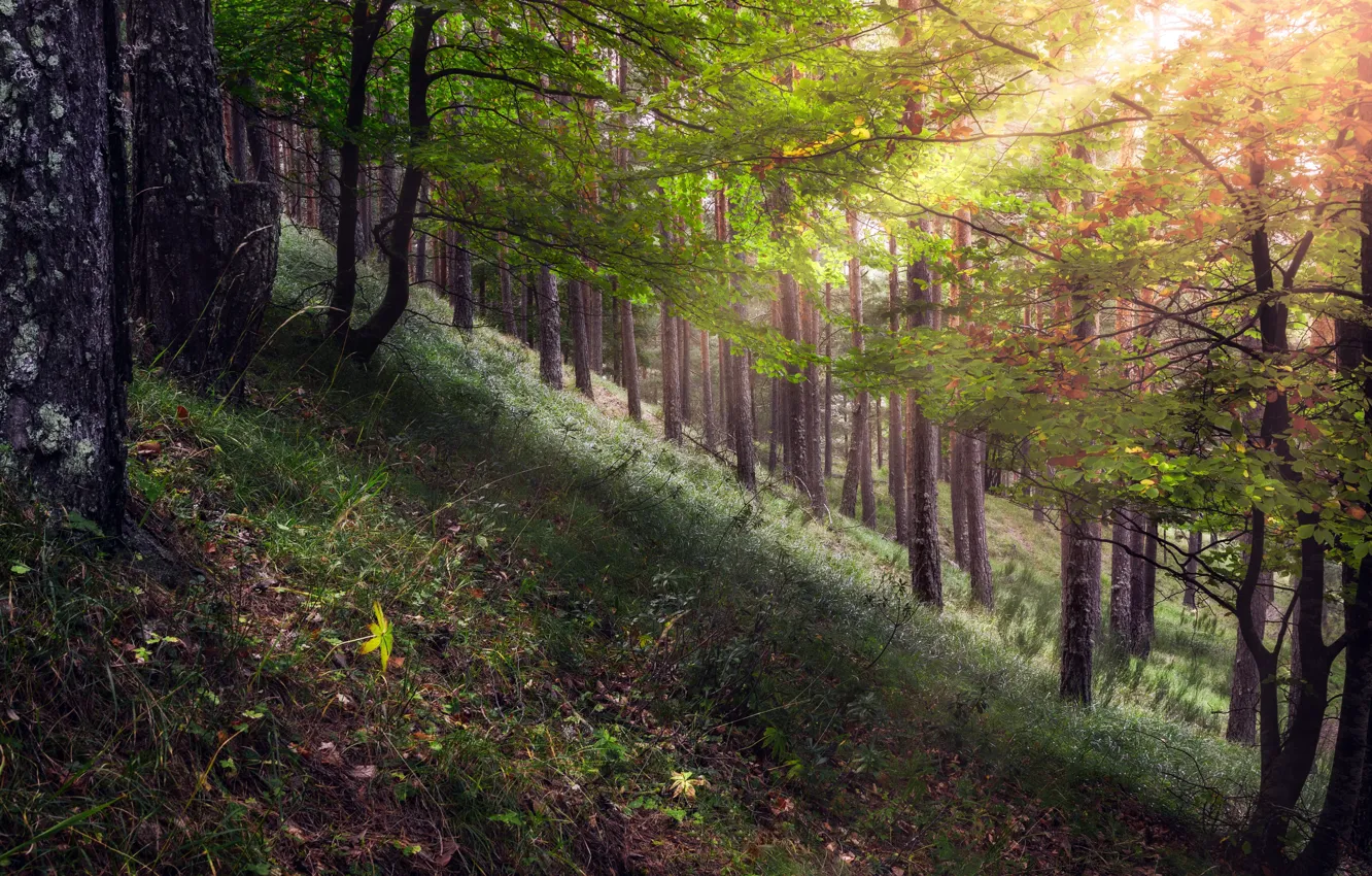 Forest 2019. Лес, 2019.