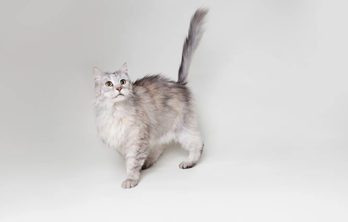 Фото обои кошка, кот, серый, фон, widescreen, обои, wallpaper, широкоформатные