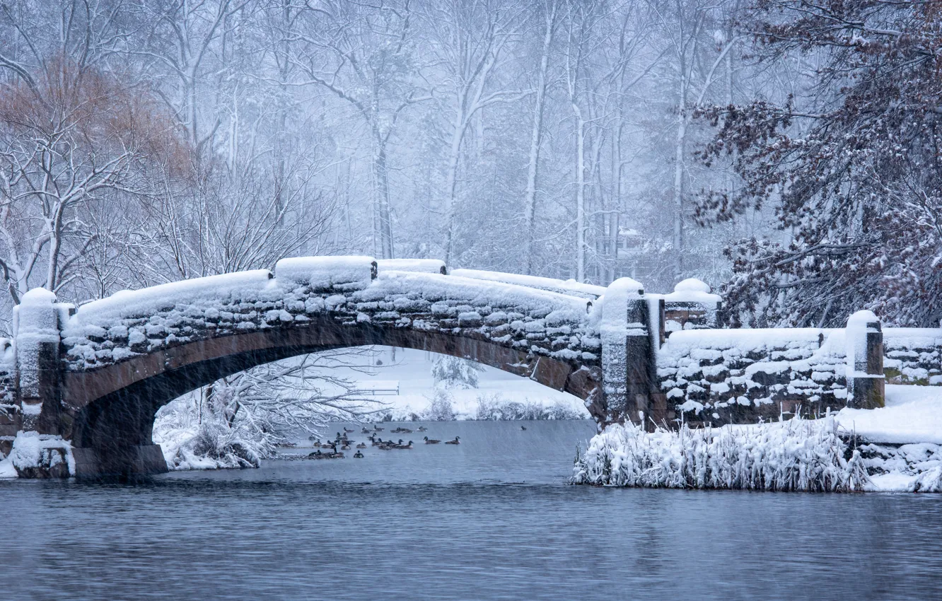 Фото обои зима, иней, лес, снег, деревья, птицы, ветки, мост