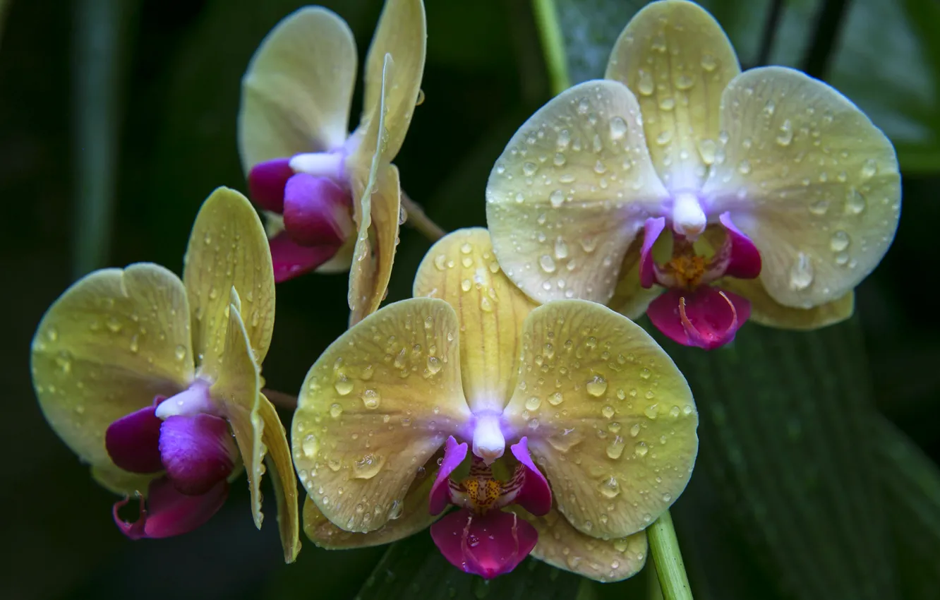 Фото обои капли, макро, желтый, лепестки, орхидея