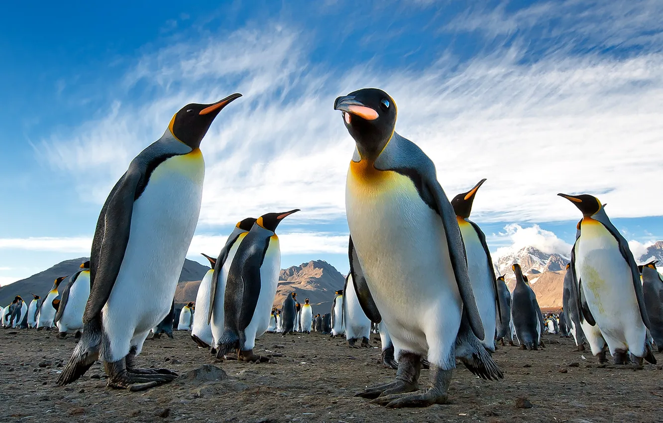 Фото обои небо, горы, земля, пингвины, колония, Южная Георгия, Антарктида, королевские