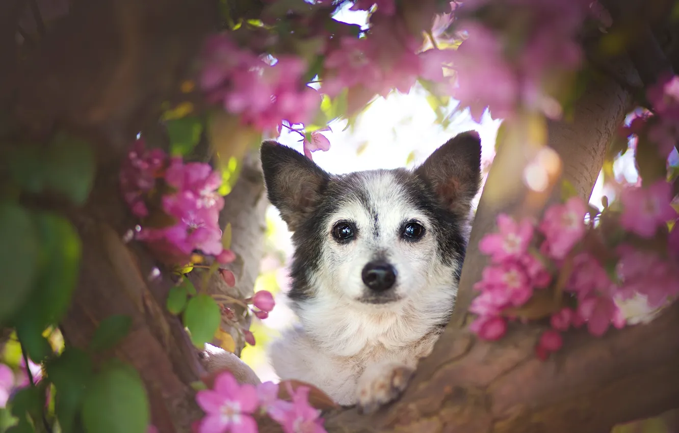 Фото обои взгляд, морда, дерево, собака, цветки
