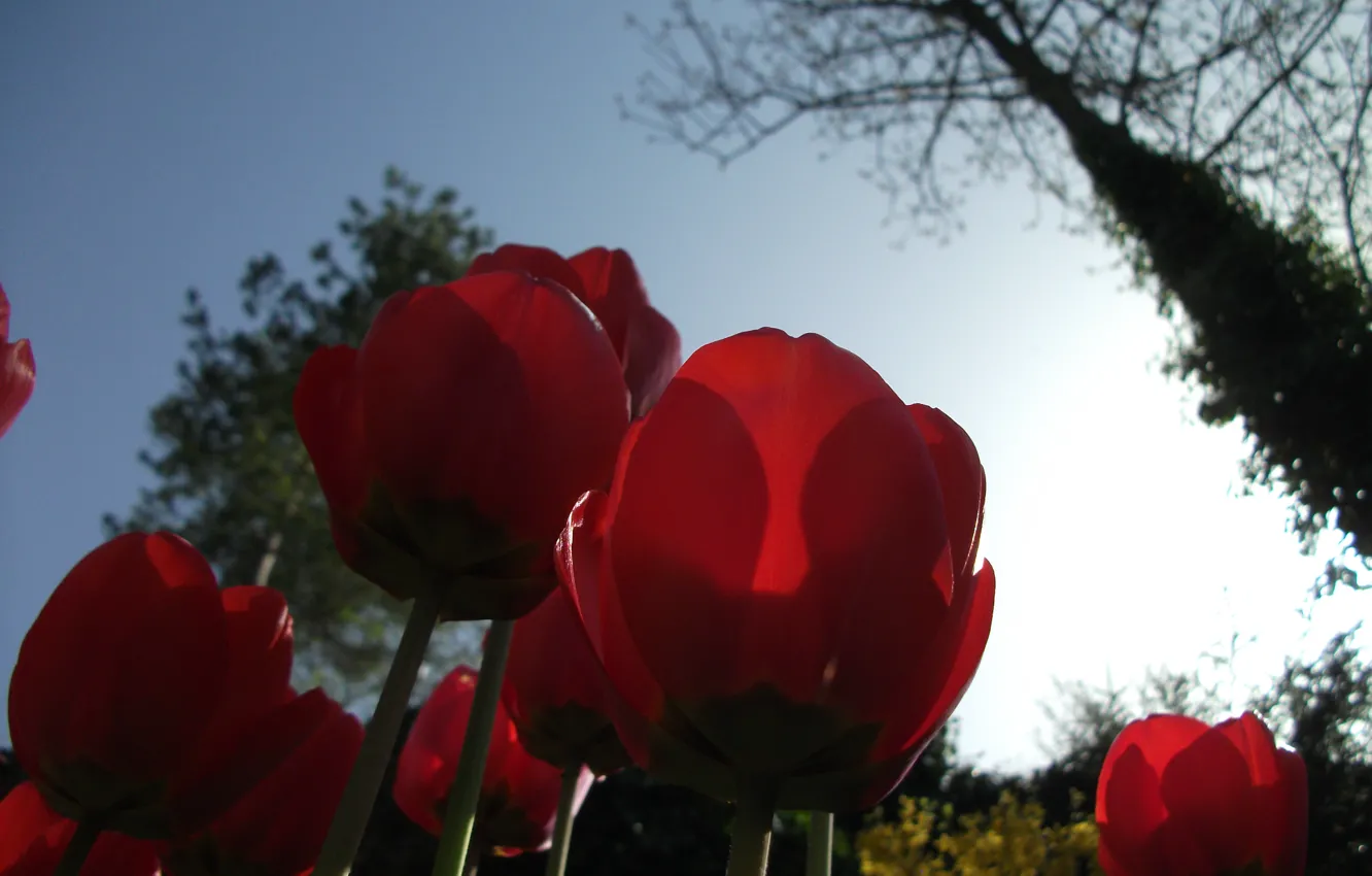 Фото обои red, flower, sky, tulips, bottom, plant