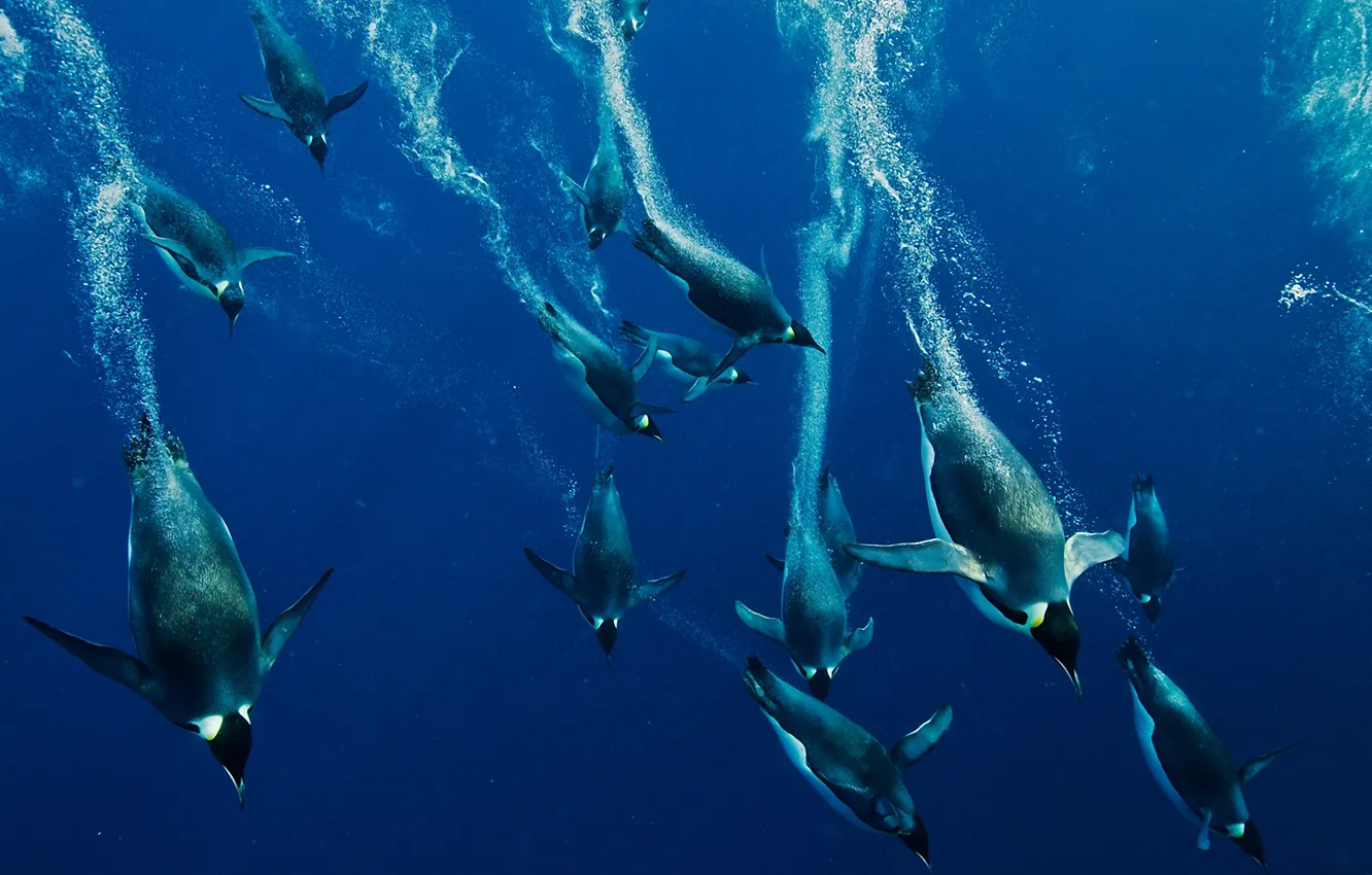 Фото обои вода, природа, океан, пингвины
