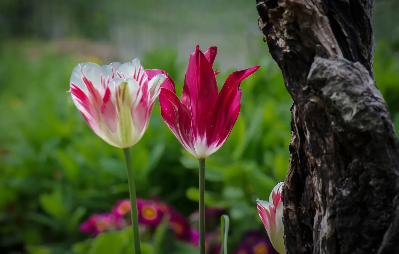Фото обои цветы, дерево, тюльпан, лепестки, сад, ствол