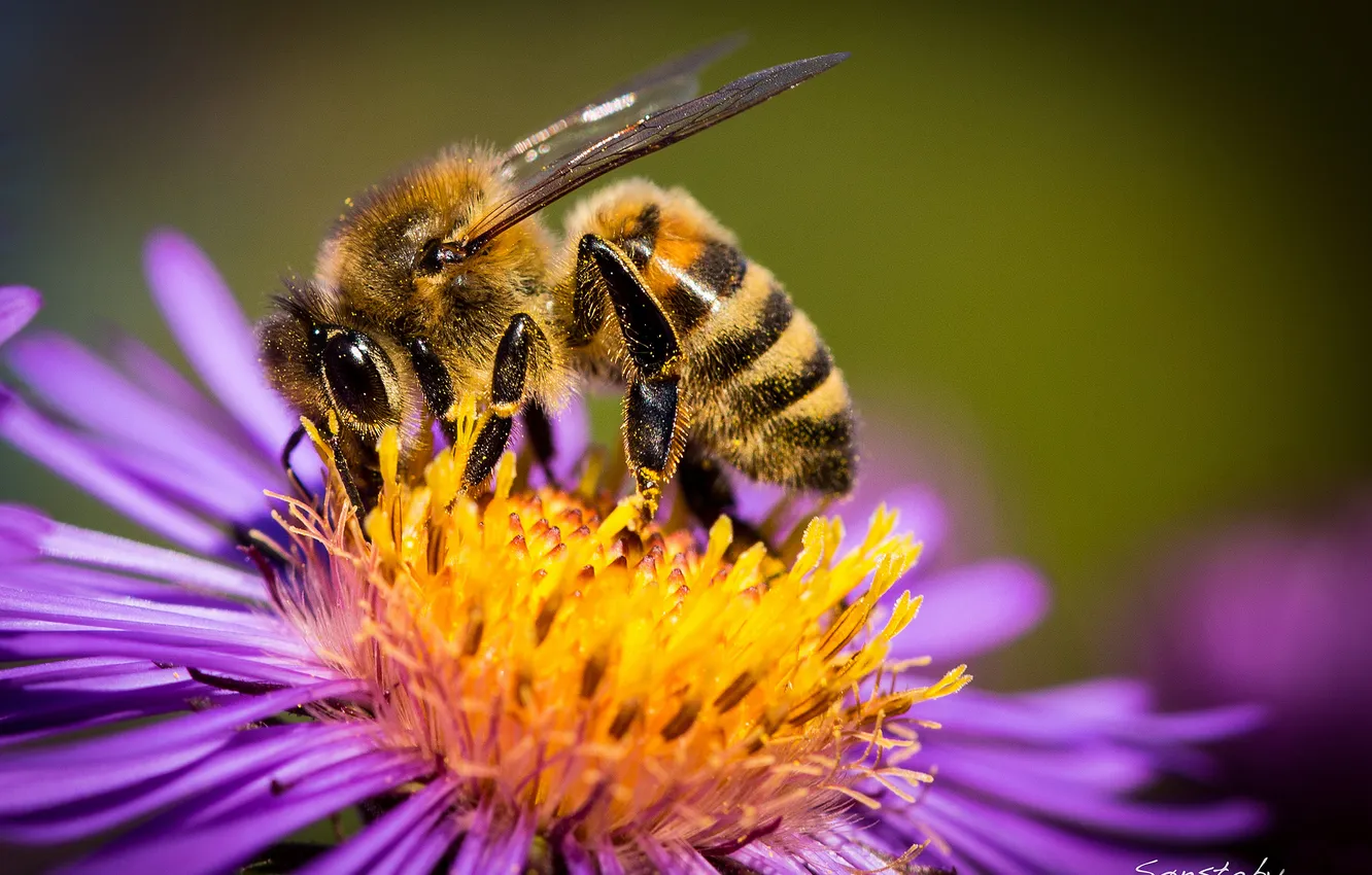 Фото обои цветок, макро, пчела, пыльца