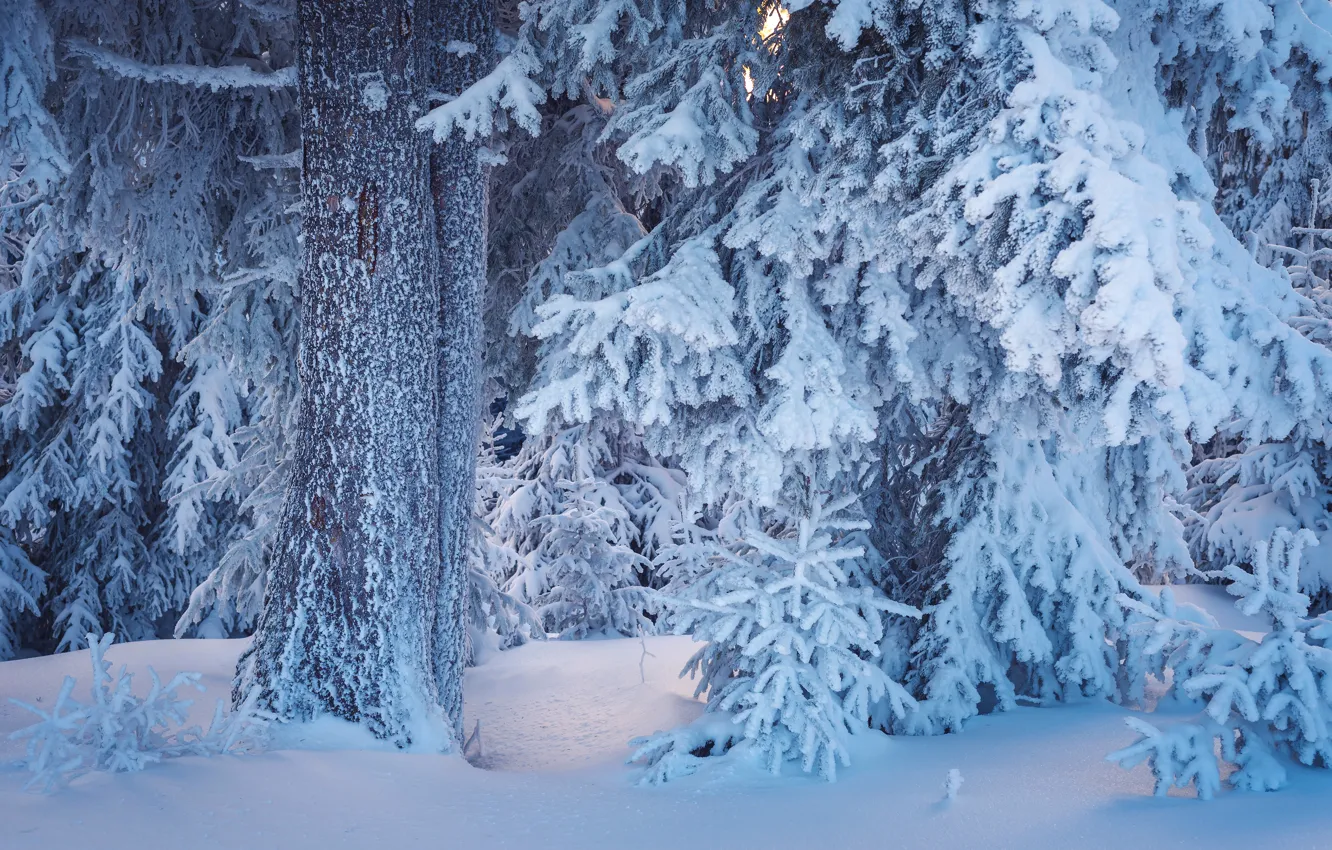 Фото обои зима, лес, снег, деревья, ветки, сугробы