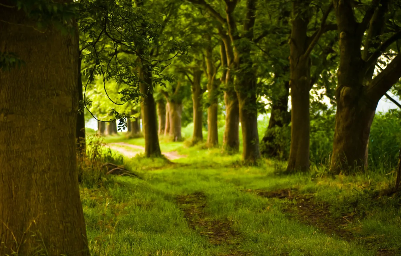 Фото обои лес, деревья, природа, дорожка, ствол