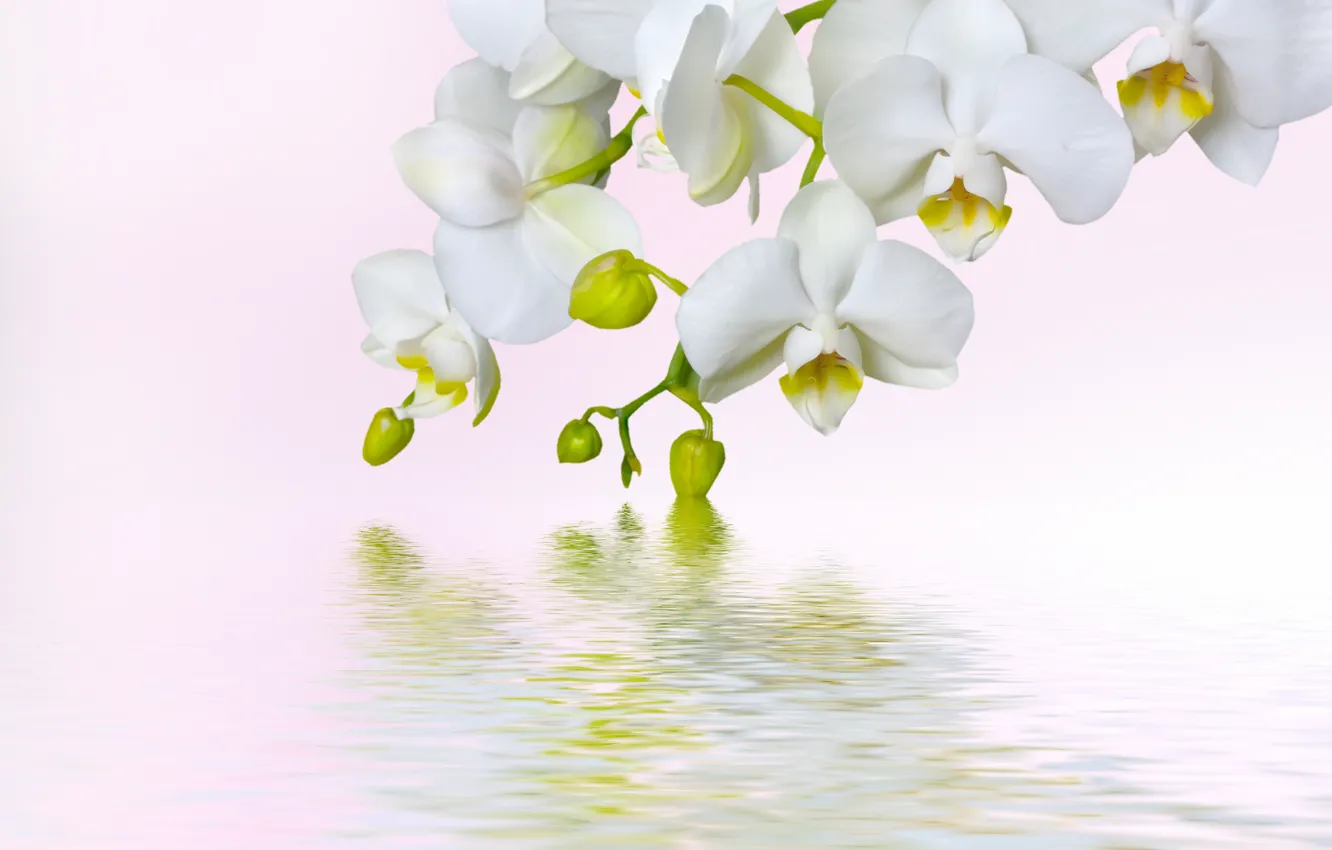 Фото обои макро, цветы, красота, белая, white, орхидеи, орхидея, flowers