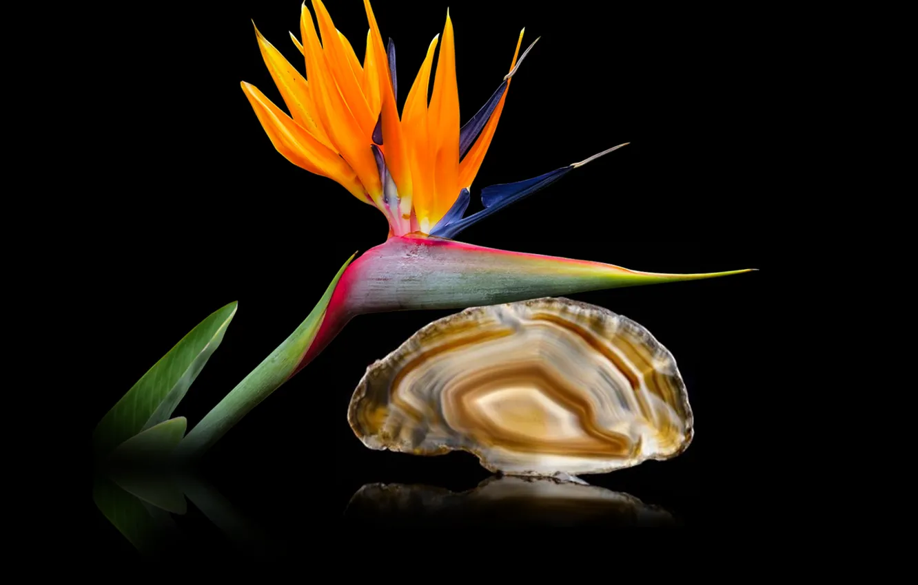 Фото обои flower, exotic, quartz, agate