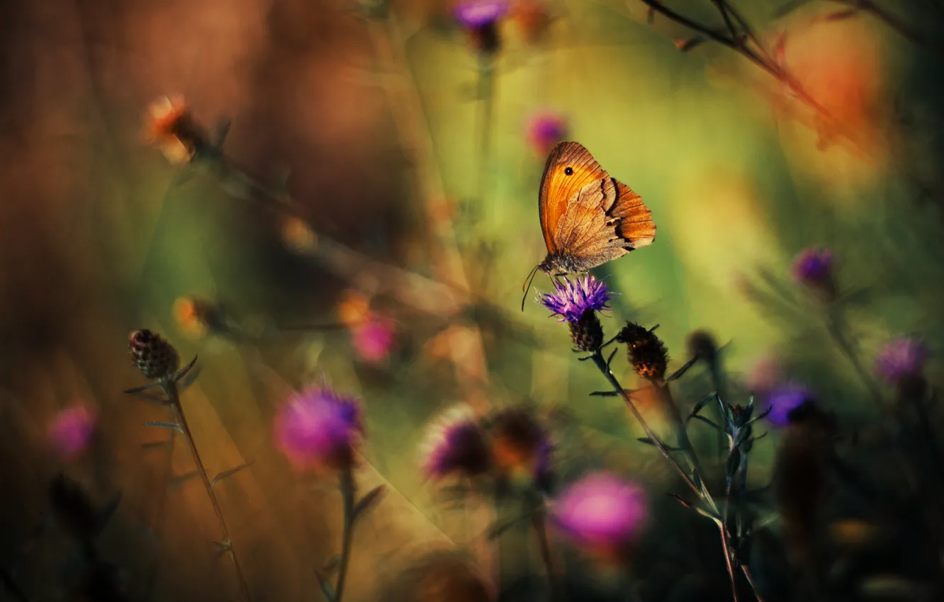 Фото обои трава, цветы, фон, бабочка, растения