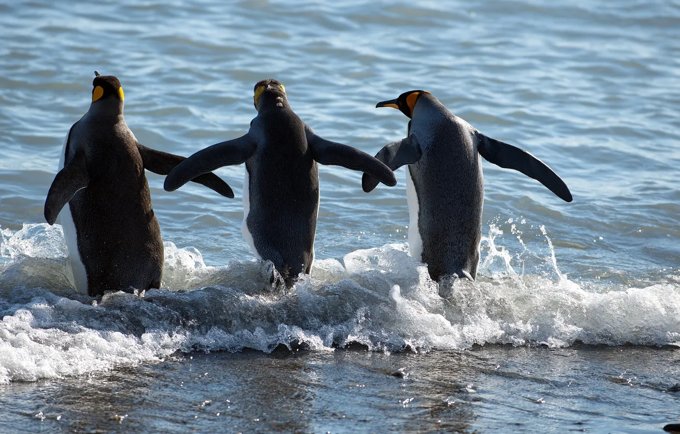 Фото обои море, природа, пингвины
