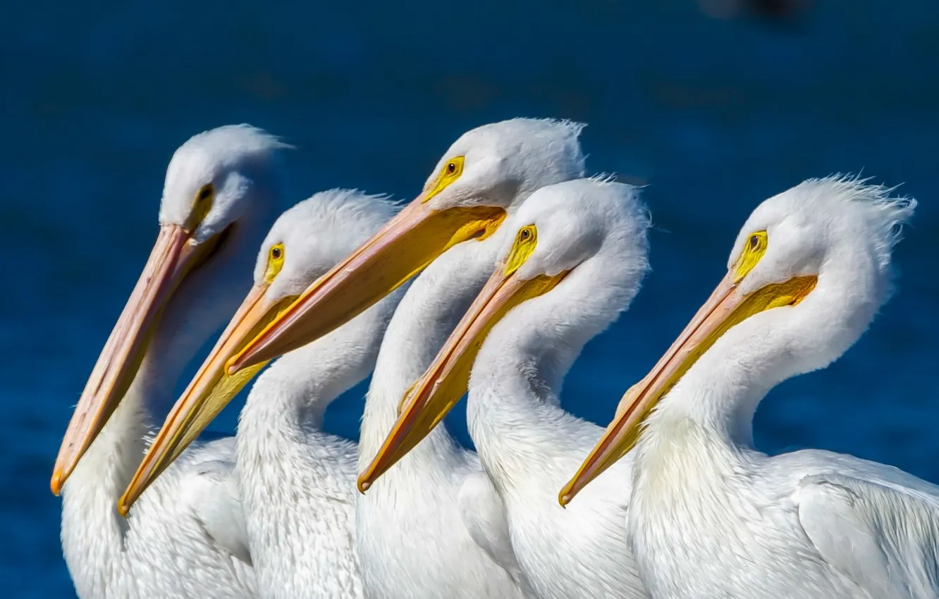 Фото обои птицы, природа, пеликаны