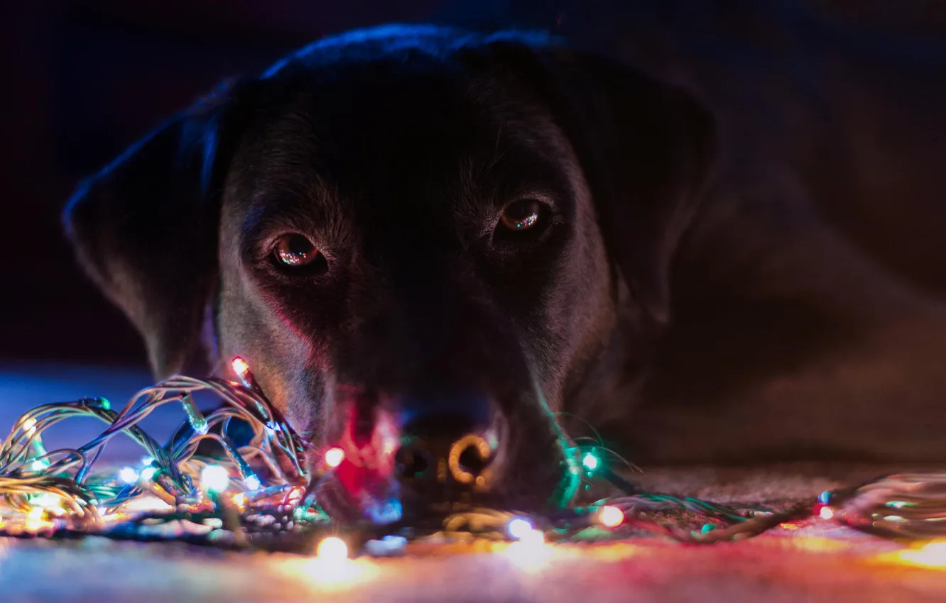 Фото обои праздник, собака, гирлянда, лампочки