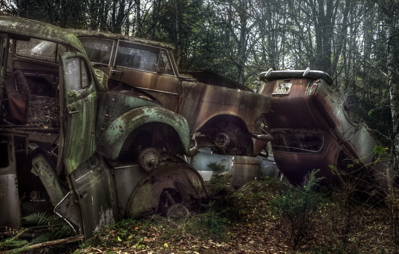 Фото обои car, woods, walking dead