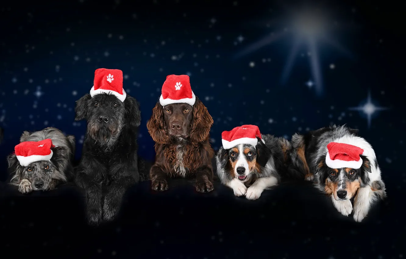 Фото обои собаки, Новый год, Christmas, winter, колпак, 2018, спаниэль