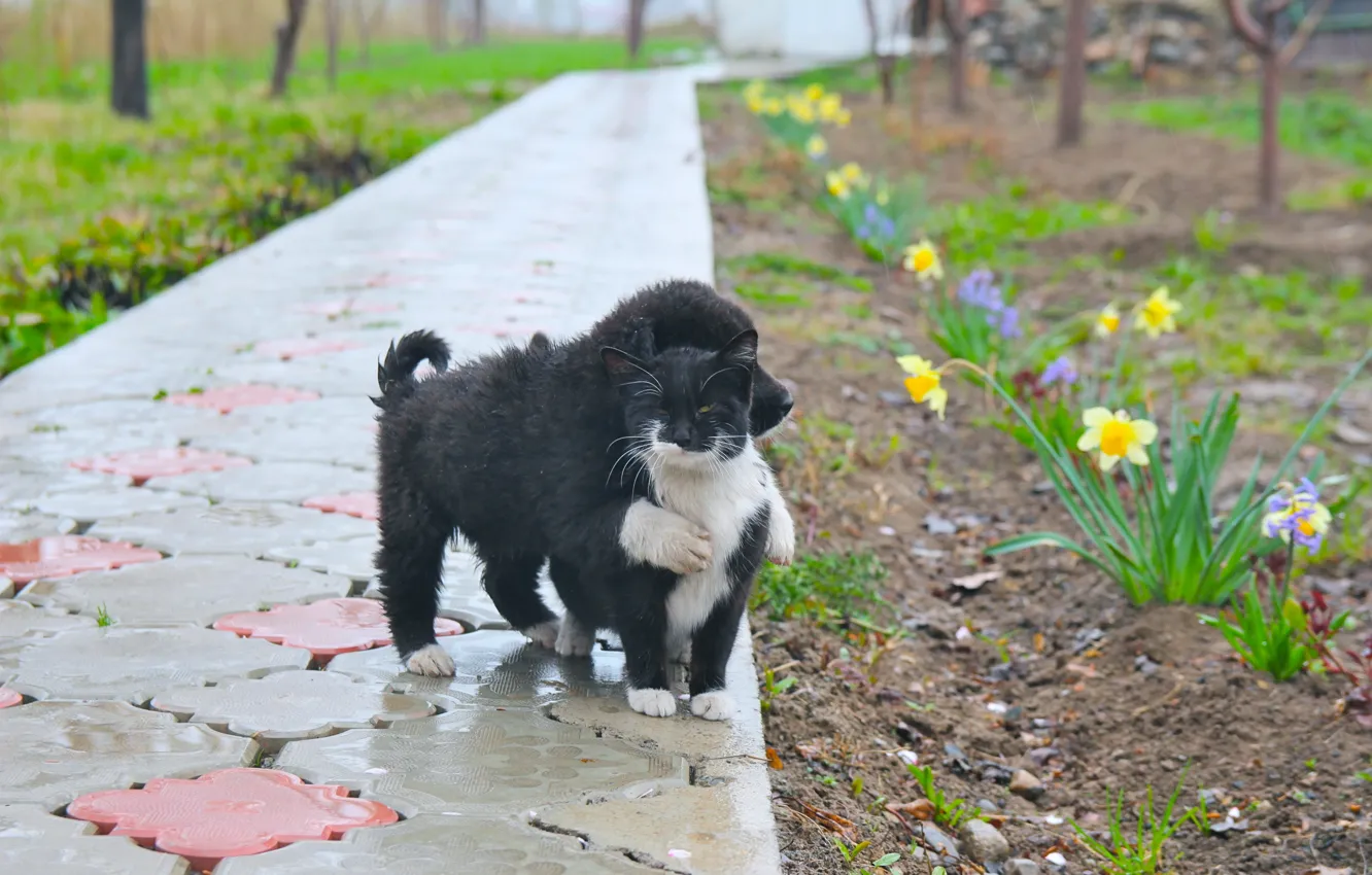 Фото обои cat, dog, lovely, cute, friends